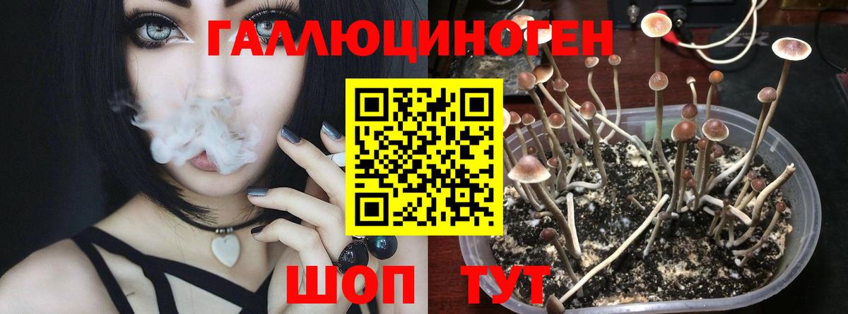 Галлюциногенные грибы Psilocybe Златоуст